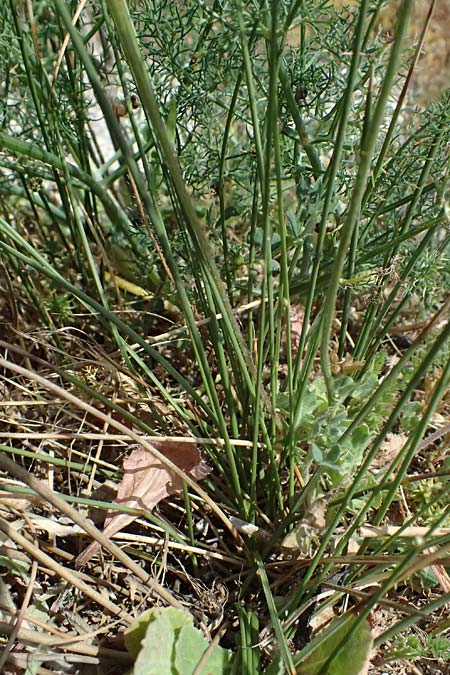 Scorzonera rosea \ Rosenrote Schwarzwurzel / Rosy Viper's Grass, Kefalonia/Cephalonia Livadi 15.4.2024
