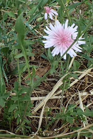 Scorzonera rosea \ Rosenrote Schwarzwurzel / Rosy Viper's Grass, Kefalonia/Cephalonia Moni Gerasimo 18.4.2024