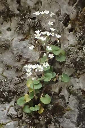 Saxifraga rotundifolia \ Rundblttriger Steinbrech / Round-Leaved Saxifrage, Kefalonia/Cephalonia Ainos 23.4.2024