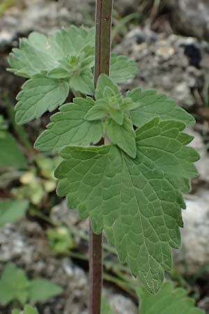 Scutellaria rupestris subsp. cephalonica \ Kefalonia-Helmkraut / Cephalonia Skullcap, Kefalonia/Cephalonia  25.4.2024