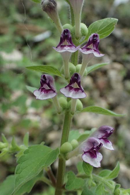 Scutellaria rupestris subsp. cephalonica \ Kefalonia-Helmkraut / Cephalonia Skullcap, Kefalonia/Cephalonia  25.4.2024