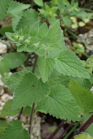 Scutellaria rupestris subsp. cephalonica \ Kefalonia-Helmkraut / Cephalonia Skullcap, Kefalonia/Cephalonia  25.4.2024