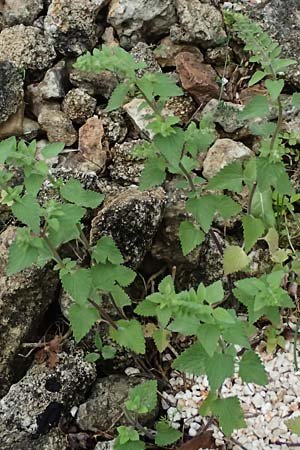 Scutellaria rupestris subsp. cephalonica \ Kefalonia-Helmkraut / Cephalonia Skullcap, Kefalonia/Cephalonia  25.4.2024