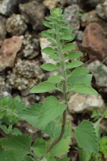 Scutellaria rupestris subsp. cephalonica \ Kefalonia-Helmkraut / Cephalonia Skullcap, Kefalonia/Cephalonia  25.4.2024