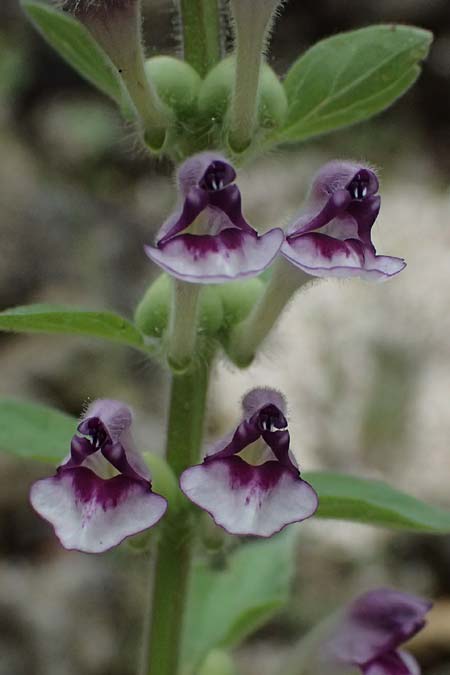 Scutellaria rupestris subsp. cephalonica \ Kefalonia-Helmkraut / Cephalonia Skullcap, Kefalonia/Cephalonia  25.4.2024