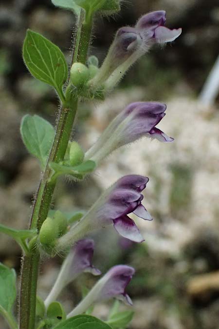 Scutellaria rupestris subsp. cephalonica \ Kefalonia-Helmkraut / Cephalonia Skullcap, Kefalonia/Cephalonia  25.4.2024