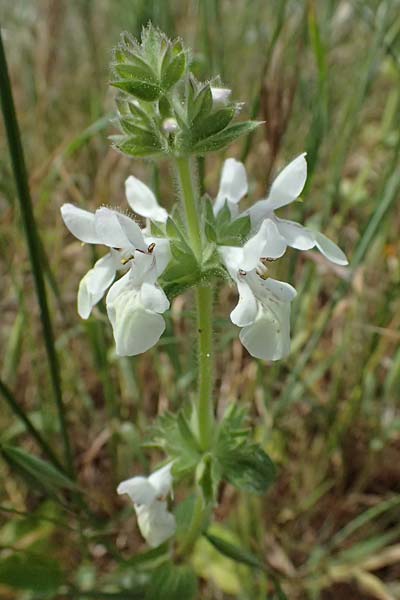 Stachys spinulosa \ Drnchen-Ziest / Spiny Woundwort, Kefalonia/Cephalonia Chavriata 15.4.2024