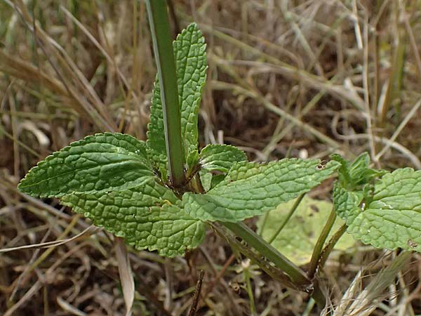 Stachys spinulosa \ Drnchen-Ziest / Spiny Woundwort, Kefalonia/Cephalonia Chavriata 15.4.2024