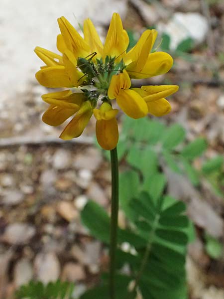 Securigera securidaca \ Beilwicke / Hatchet Vetch, Kefalonia/Cephalonia Paralia Trapezaki 21.4.2024
