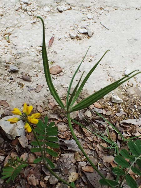 Securigera securidaca \ Beilwicke / Hatchet Vetch, Kefalonia/Cephalonia Paralia Trapezaki 21.4.2024