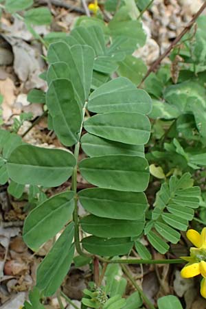 Securigera securidaca \ Beilwicke / Hatchet Vetch, Kefalonia/Cephalonia Paralia Trapezaki 21.4.2024