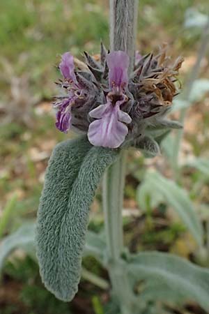 Stachys cretica \ Kretischer Ziest / Mediterranean Woundwort, Kefalonia/Cephalonia Sami 22.4.2024