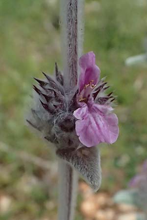 Stachys cretica \ Kretischer Ziest / Mediterranean Woundwort, Kefalonia/Cephalonia Sami 22.4.2024