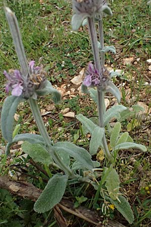 Stachys cretica \ Kretischer Ziest / Mediterranean Woundwort, Kefalonia/Cephalonia Sami 22.4.2024