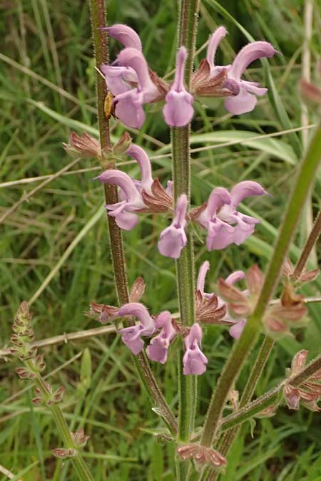 Salvia virgata \ Ruten-Salbei / Wand Sage, Southern Meadow Sage, Kefalonia/Cephalonia Tzanata 23.4.2024