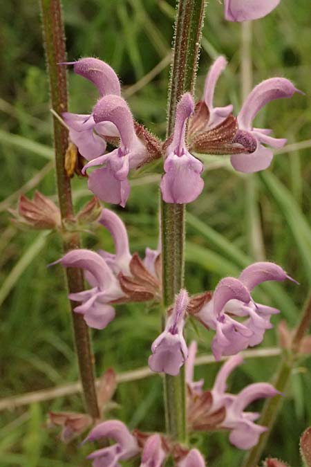 Salvia virgata \ Ruten-Salbei / Wand Sage, Southern Meadow Sage, Kefalonia/Cephalonia Tzanata 23.4.2024