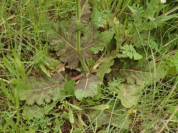 Salvia virgata \ Ruten-Salbei / Wand Sage, Southern Meadow Sage, Kefalonia/Cephalonia Tzanata 23.4.2024