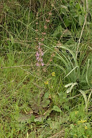Salvia virgata \ Ruten-Salbei / Wand Sage, Southern Meadow Sage, Kefalonia/Cephalonia Tzanata 23.4.2024