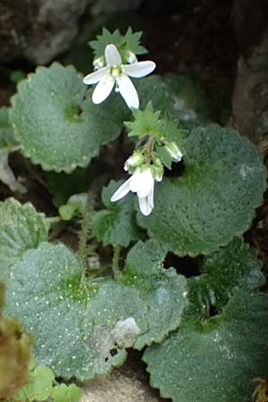 Saxifraga rotundifolia \ Rundblttriger Steinbrech / Round-Leaved Saxifrage, Kefalonia/Cephalonia Ainos 18.4.2024