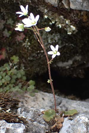 Saxifraga rotundifolia \ Rundblttriger Steinbrech / Round-Leaved Saxifrage, Kefalonia/Cephalonia Ainos 18.4.2024