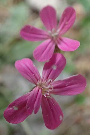 Silene ungeri \ Ungers Leimkraut / Unger's Campion, Kefalonia/Cephalonia Ainos 18.4.2024