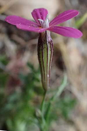 Silene ungeri \ Ungers Leimkraut / Unger's Campion, Kefalonia/Cephalonia Ainos 18.4.2024