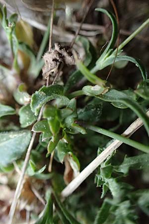 Silene ungeri \ Ungers Leimkraut / Unger's Campion, Kefalonia/Cephalonia Ainos 18.4.2024