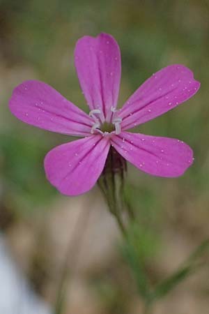 Silene ungeri \ Ungers Leimkraut / Unger's Campion, Kefalonia/Cephalonia Ainos 18.4.2024