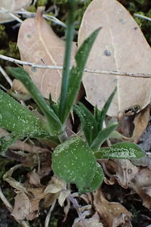 Silene ungeri \ Ungers Leimkraut / Unger's Campion, Kefalonia/Cephalonia Ainos 18.4.2024