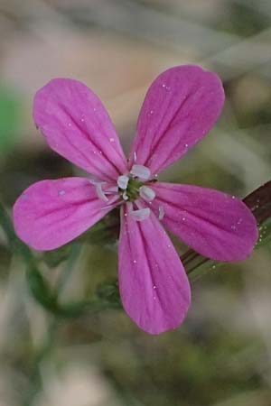 Silene ungeri \ Ungers Leimkraut / Unger's Campion, Kefalonia/Cephalonia Ainos 18.4.2024