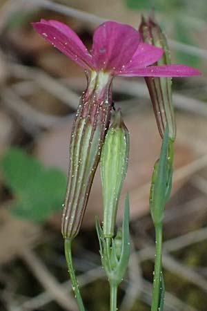 Silene ungeri \ Ungers Leimkraut / Unger's Campion, Kefalonia/Cephalonia Ainos 18.4.2024