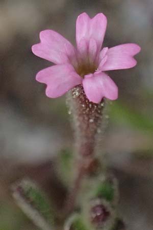 Silene sedoides \ Mauerpfeffer-Leimkraut / Hairy Catchfly, Kefalonia/Cephalonia Argostoli 19.4.2024