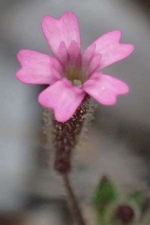 Silene sedoides \ Mauerpfeffer-Leimkraut / Hairy Catchfly, Kefalonia/Cephalonia Argostoli 19.4.2024