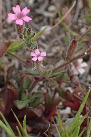 Silene sedoides \ Mauerpfeffer-Leimkraut / Hairy Catchfly, Kefalonia/Cephalonia Argostoli 19.4.2024