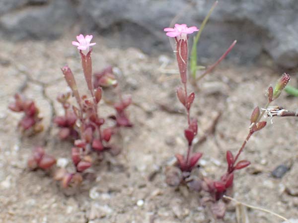 Silene sedoides \ Mauerpfeffer-Leimkraut / Hairy Catchfly, Kefalonia/Cephalonia Argostoli 19.4.2024