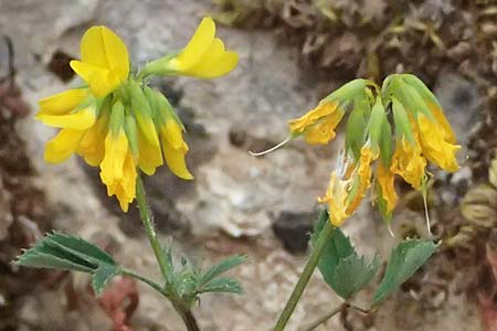 Trigonella balansae \ Balansas Bockshornklee / Balansa's Fenugreek, Kefalonia/Cephalonia Komitata 16.4.2024