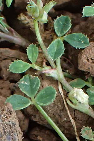 Trifolium nigrescens \ Schwarzwerdender Klee / Small White Clover, Ball Clover, Kefalonia/Cephalonia Old Vlachata 22.4.2024