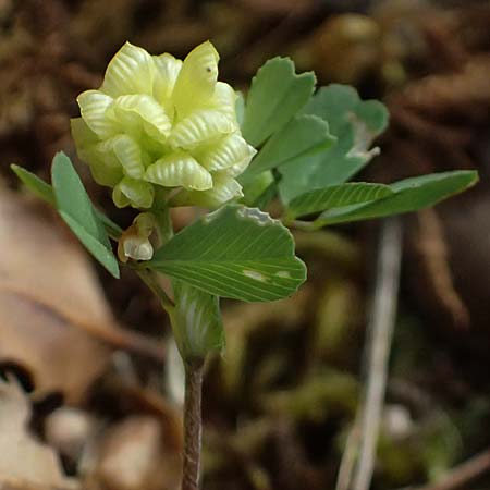 Trifolium campestre \ Gelber Acker-Klee, Feld-Klee / Hop Trefoil, Kefalonia/Cephalonia Old Vlachata 22.4.2024