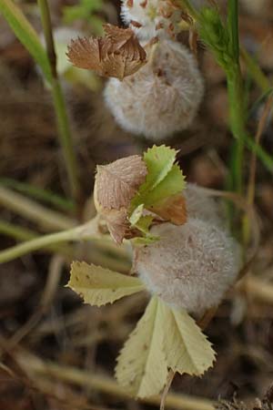 Trifolium physodes \ Geschwollener Klee / Bladder Clover, Kefalonia/Cephalonia Fiskardo 16.4.2024