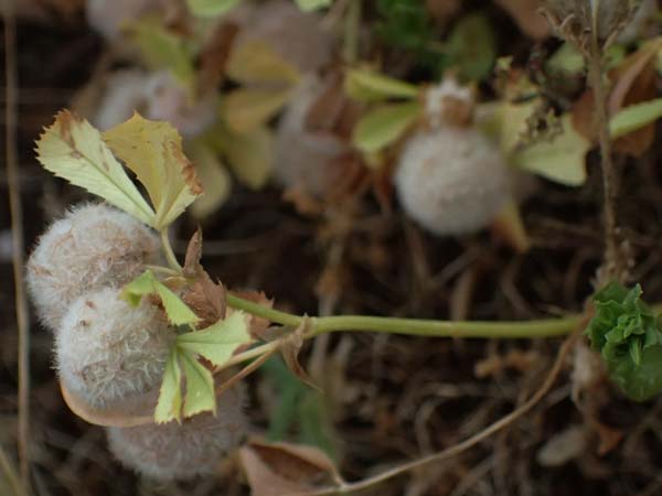 Trifolium physodes \ Geschwollener Klee / Bladder Clover, Kefalonia/Cephalonia Fiskardo 16.4.2024