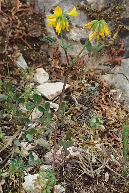 Trigonella balansae \ Balansas Bockshornklee / Balansa's Fenugreek, Kefalonia/Cephalonia Komitata 16.4.2024