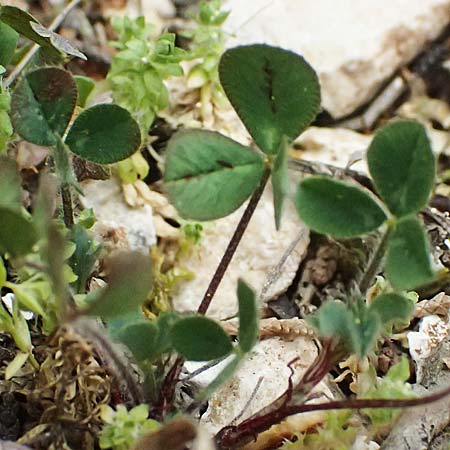 Trigonella balansae \ Balansas Bockshornklee / Balansa's Fenugreek, Kefalonia/Cephalonia Komitata 16.4.2024