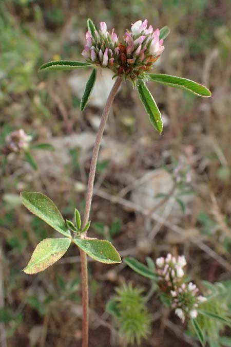 Trifolium bocconei \ Boccones Klee / Twin-Headed Clover, Boccone's Clover, Kefalonia/Cephalonia Fiskardo 16.4.2024