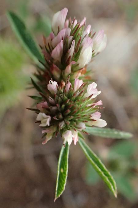 Trifolium bocconei \ Boccones Klee / Twin-Headed Clover, Boccone's Clover, Kefalonia/Cephalonia Fiskardo 16.4.2024