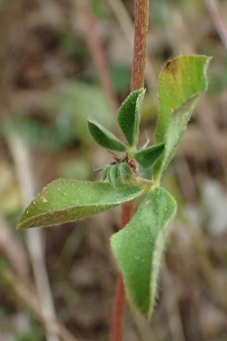 Trifolium bocconei \ Boccones Klee / Twin-Headed Clover, Boccone's Clover, Kefalonia/Cephalonia Fiskardo 16.4.2024