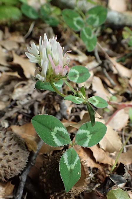 Trifolium physodes \ Geschwollener Klee / Bladder Clover, Kefalonia/Cephalonia Sami 22.4.2024