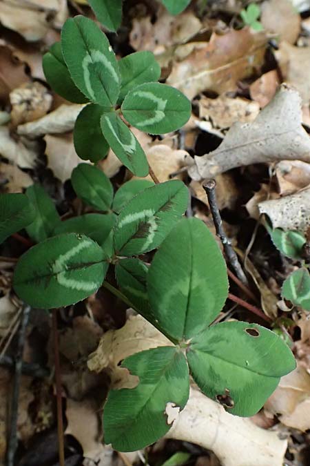 Trifolium physodes \ Geschwollener Klee / Bladder Clover, Kefalonia/Cephalonia Sami 22.4.2024