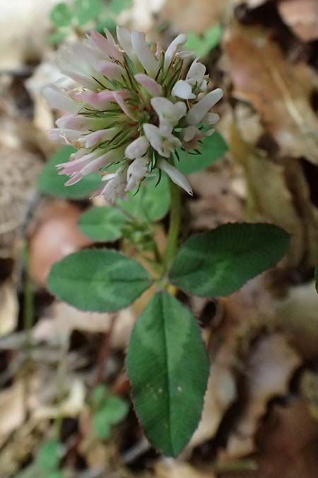 Trifolium physodes \ Geschwollener Klee / Bladder Clover, Kefalonia/Cephalonia Sami 22.4.2024