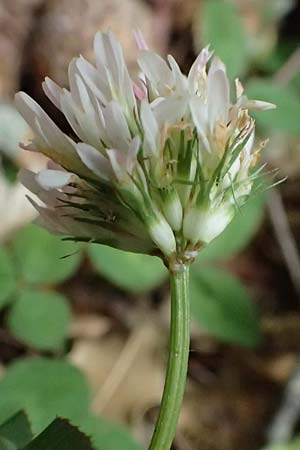 Trifolium physodes \ Geschwollener Klee / Bladder Clover, Kefalonia/Cephalonia Sami 22.4.2024