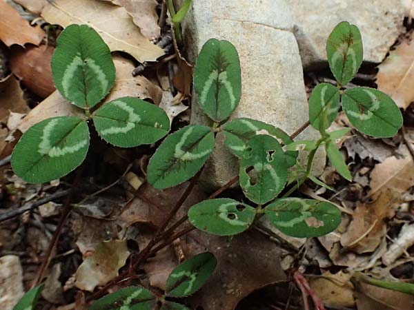 Trifolium physodes \ Geschwollener Klee / Bladder Clover, Kefalonia/Cephalonia Sami 22.4.2024